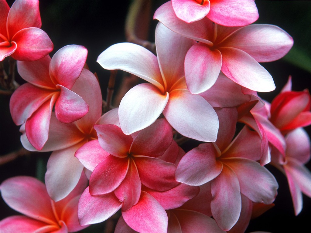 Flowers close-up (18) #7 - 1024x768