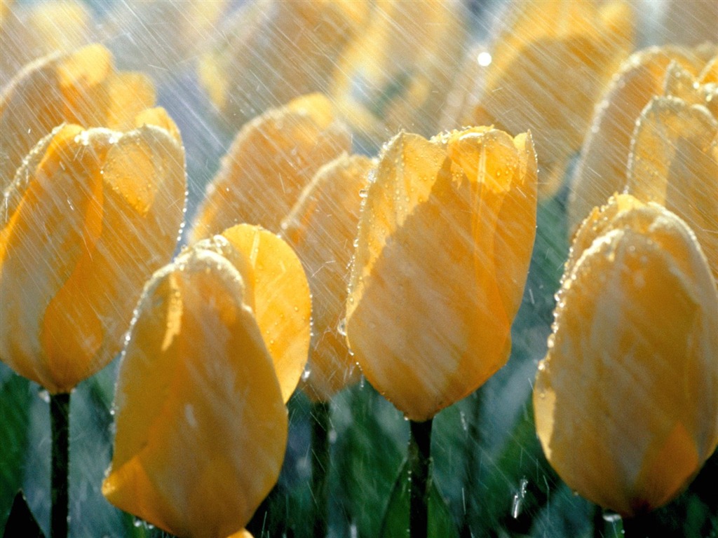 鮮花特寫(18) #17 - 1024x768