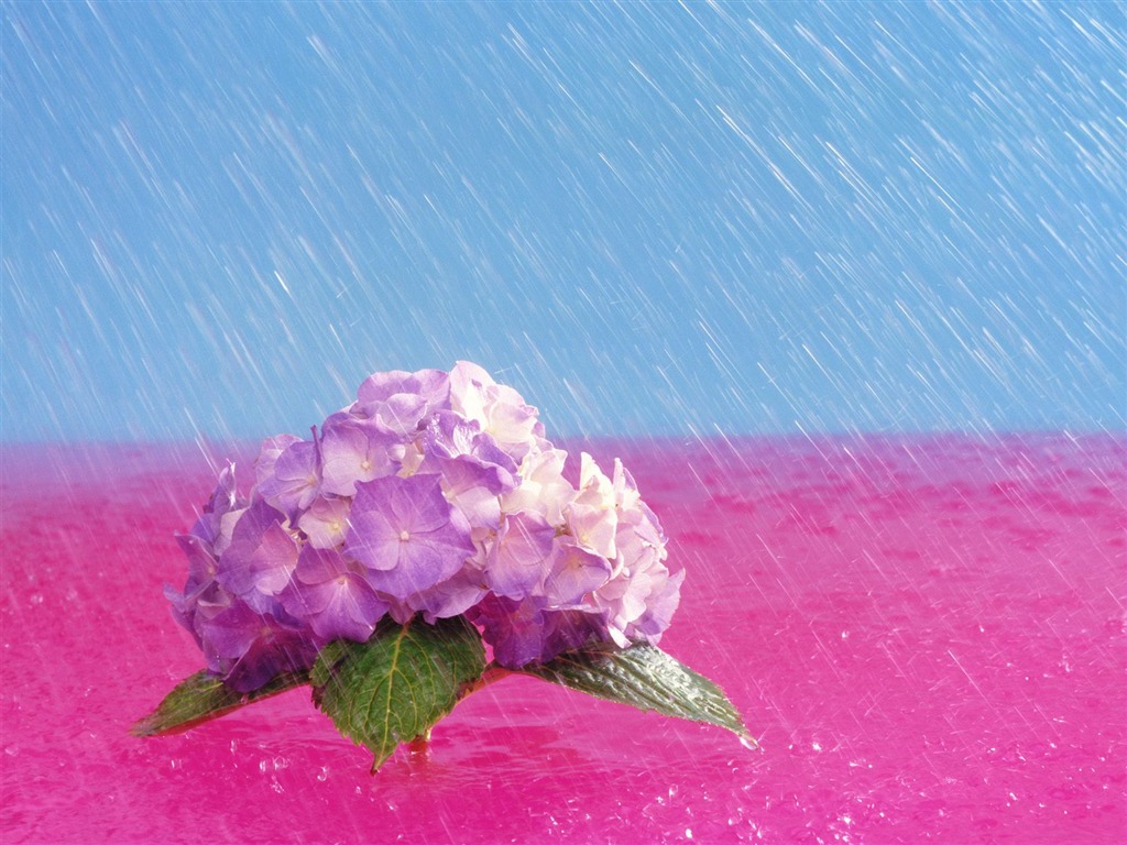 鮮花特寫(18) #18 - 1024x768
