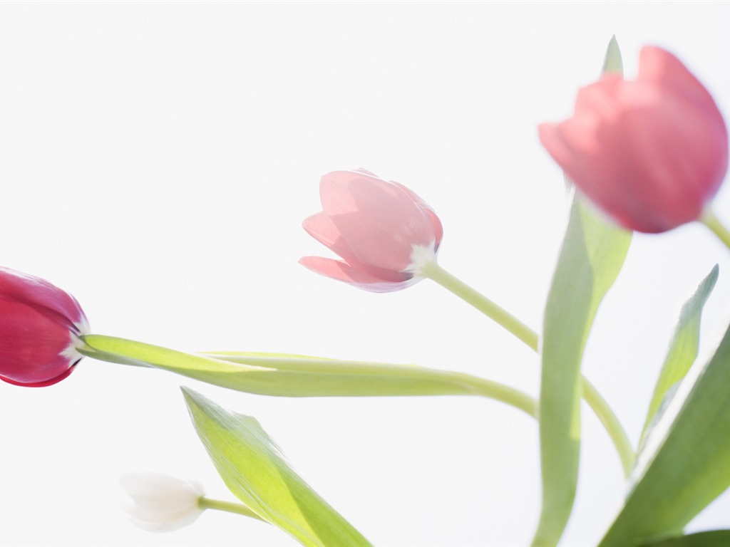 Fond d'écran Widescreen Tulip #3 - 1024x768