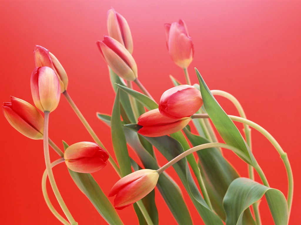 Fond d'écran Widescreen Tulip #4 - 1024x768