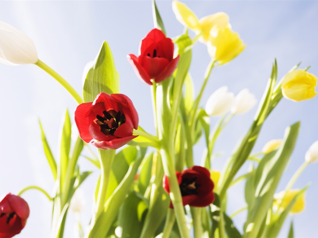 Tulip širokoúhlý Tapeta #6 - 1024x768