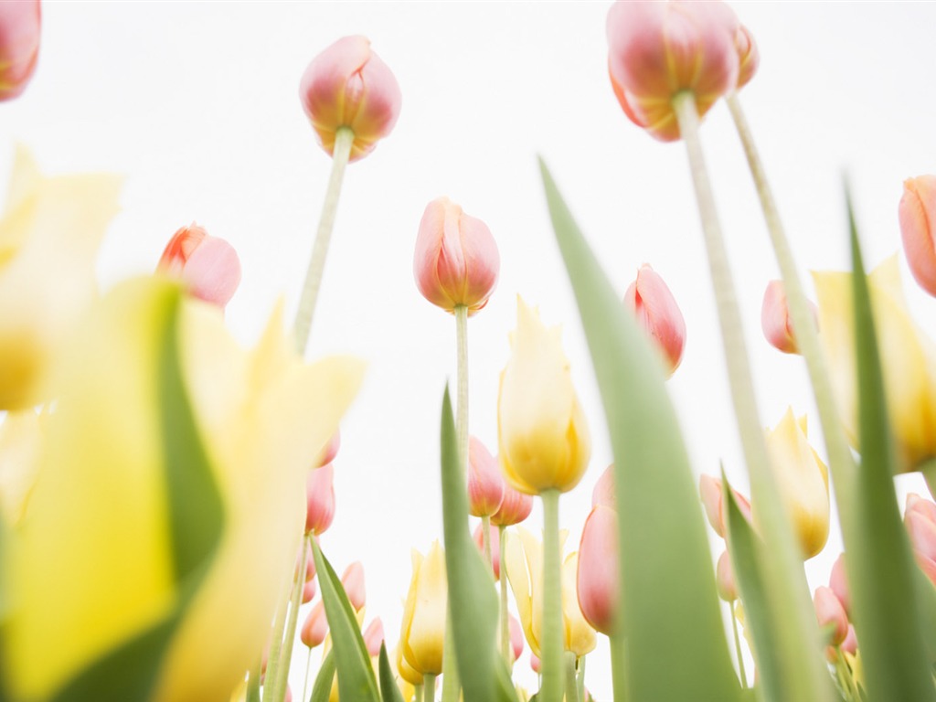 Fond d'écran Widescreen Tulip #8 - 1024x768