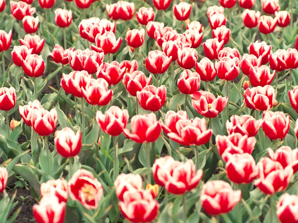 Fond d'écran Widescreen Tulip #9 - 1024x768