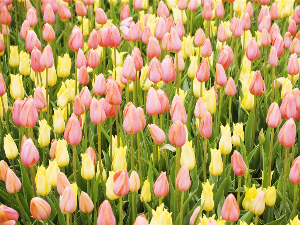 Fondos de pantalla ancha de Tulip #11 - 1024x768