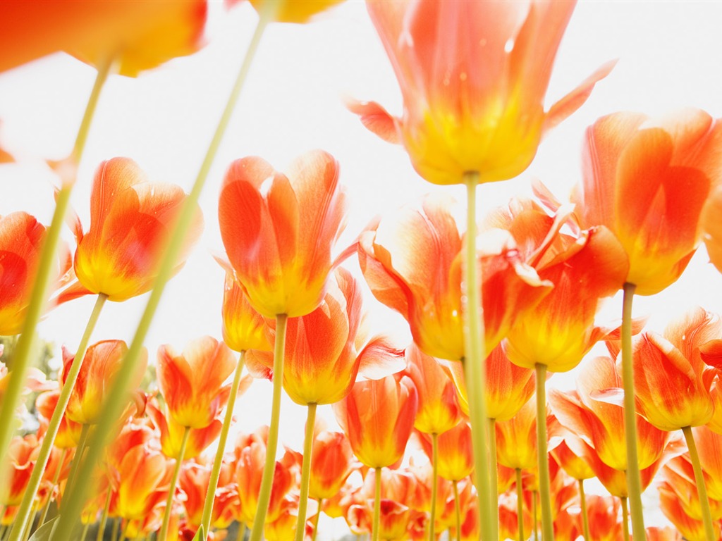 Fond d'écran Widescreen Tulip #12 - 1024x768