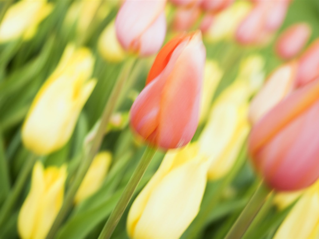 Fond d'écran Widescreen Tulip #14 - 1024x768