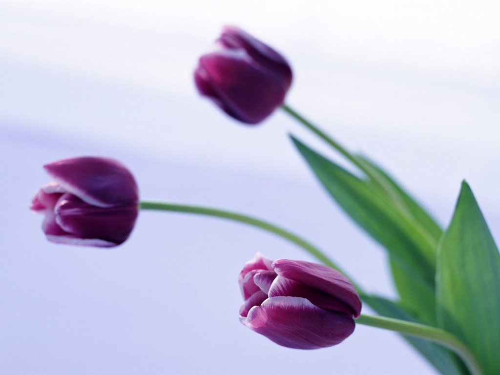 Fond d'écran Widescreen Tulip #15 - 1024x768