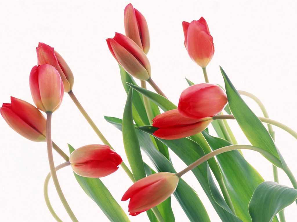 Tulip Widescreen Wallpaper #16 - 1024x768