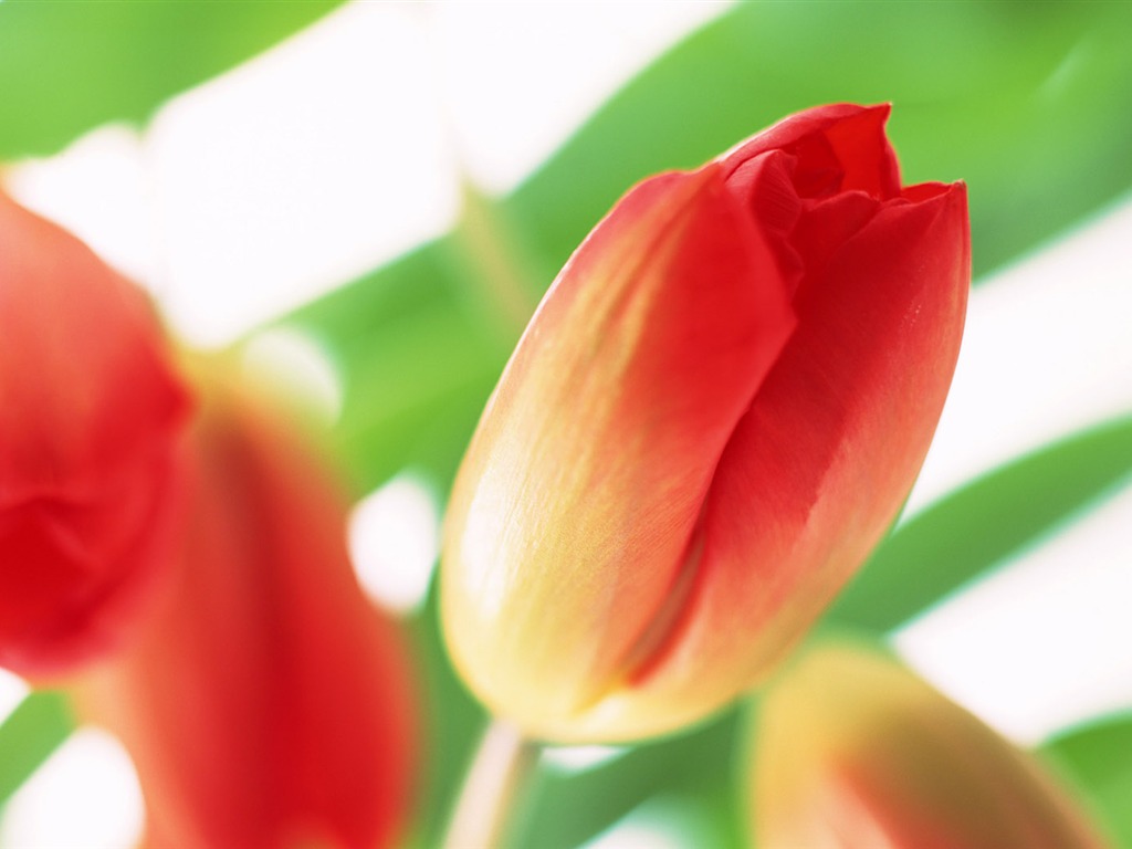 Tulip Widescreen Wallpaper #17 - 1024x768