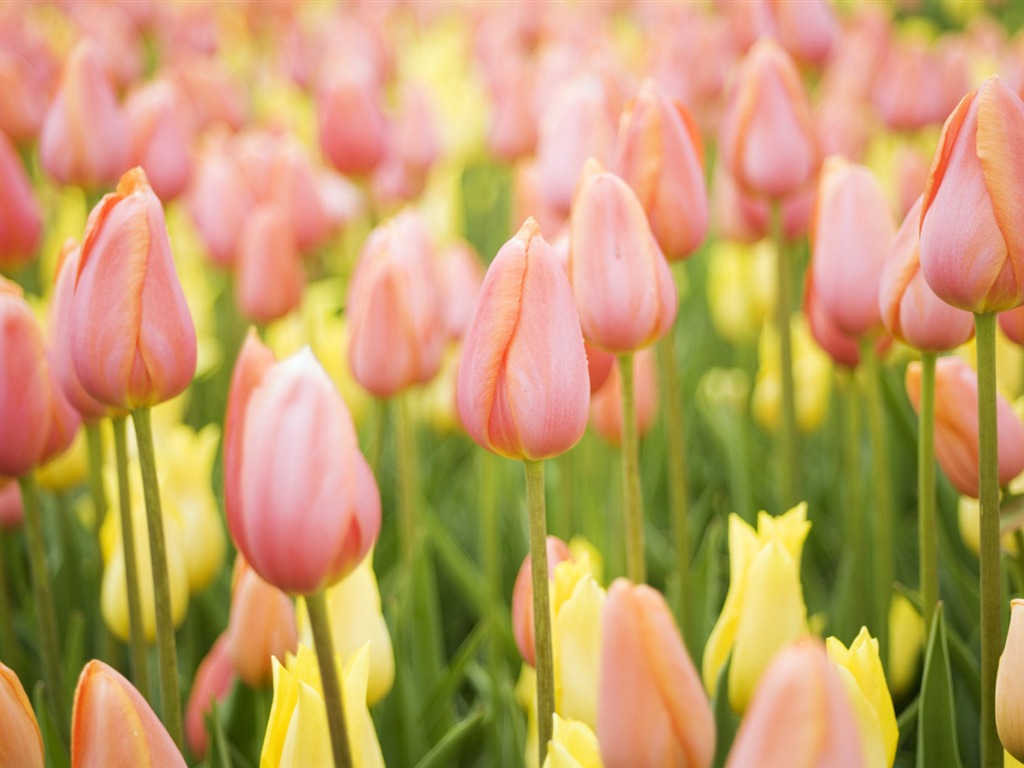 Fond d'écran Widescreen Tulip #19 - 1024x768