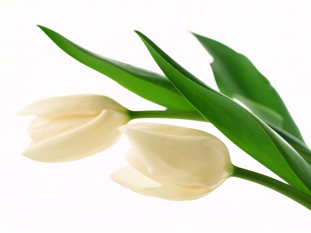 Tulip Widescreen Wallpaper #20 - 1024x768