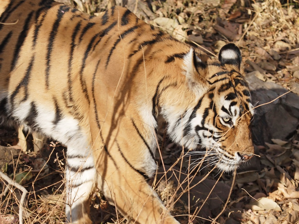 Tiger Photo Wallpaper (5) #2 - 1024x768