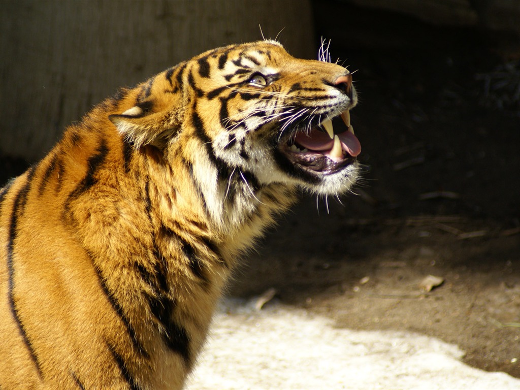 Fond d'écran Tiger Photo (5) #4 - 1024x768