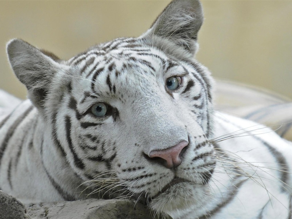Tiger Photo Wallpaper (5) #5 - 1024x768
