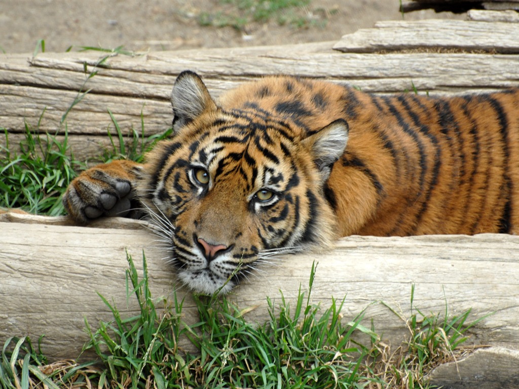 Tiger Photo Wallpaper (5) #10 - 1024x768