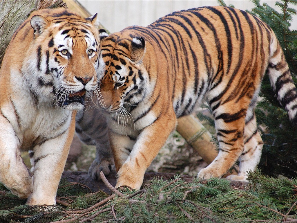 タイガー写真の壁紙(5) #20 - 1024x768