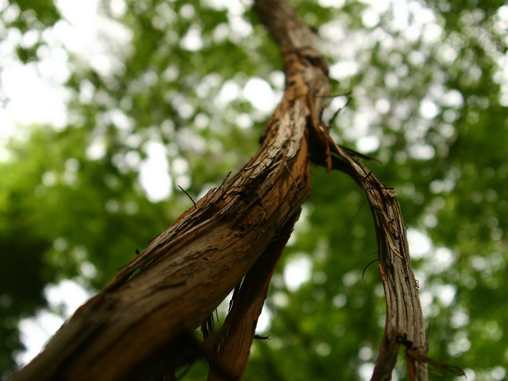 s rytmem přírodní scenérie tapety #32 - 1024x768
