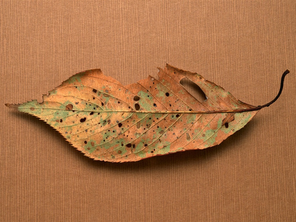 岁月烙印壁纸专辑(一)19 - 1024x768