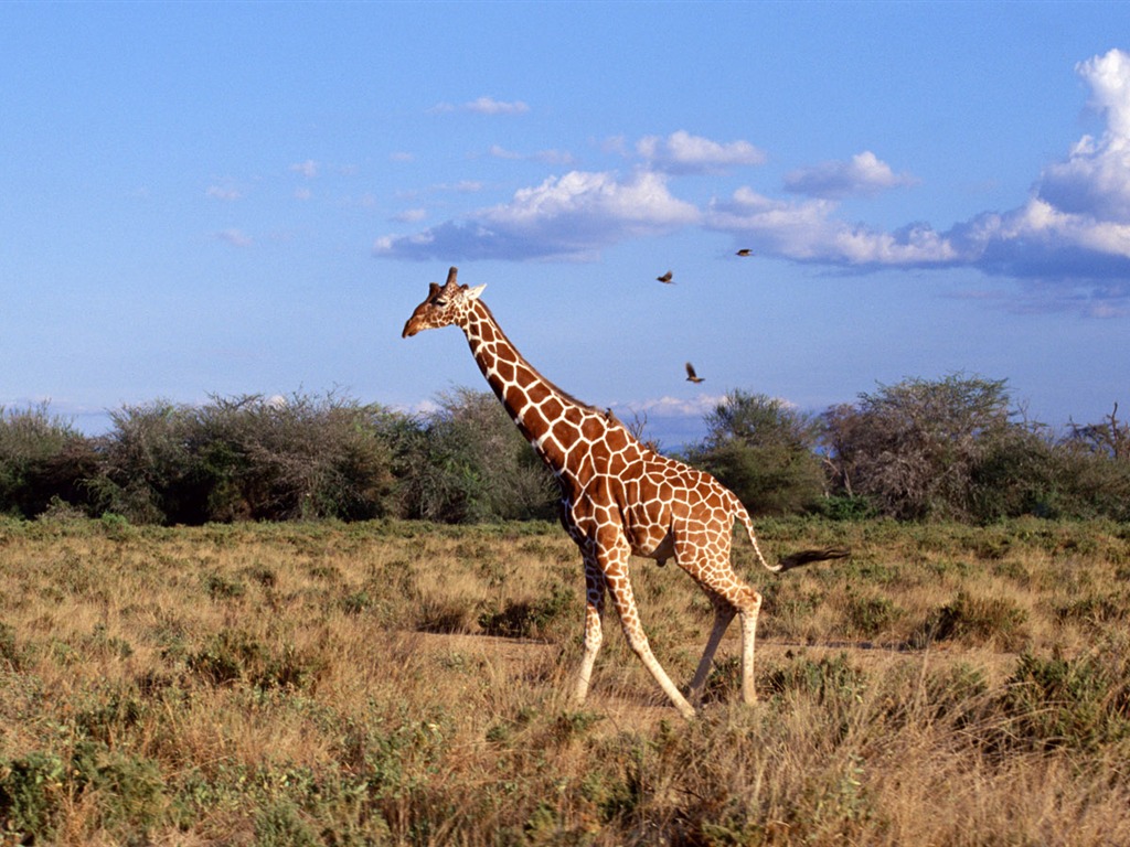 Giraffe Wallpaper Alben #3 - 1024x768