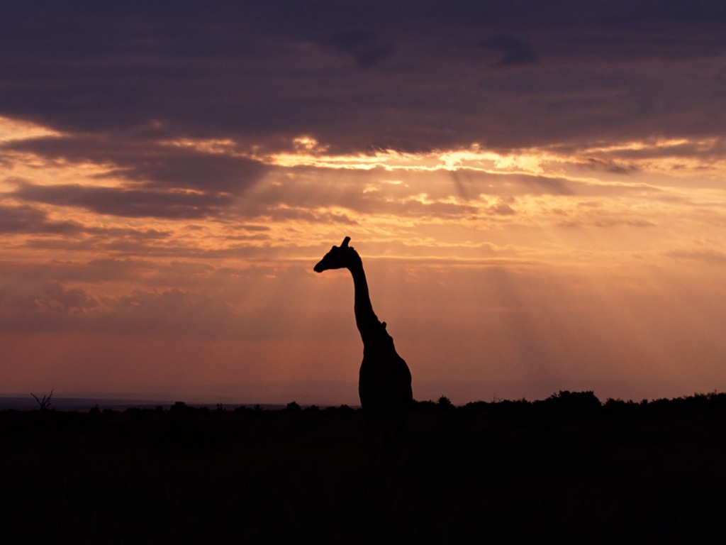 Giraffe wallpaper albums #5 - 1024x768
