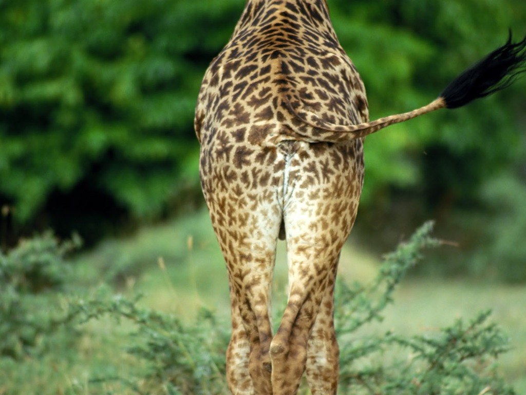 Giraffe wallpaper alba #12 - 1024x768