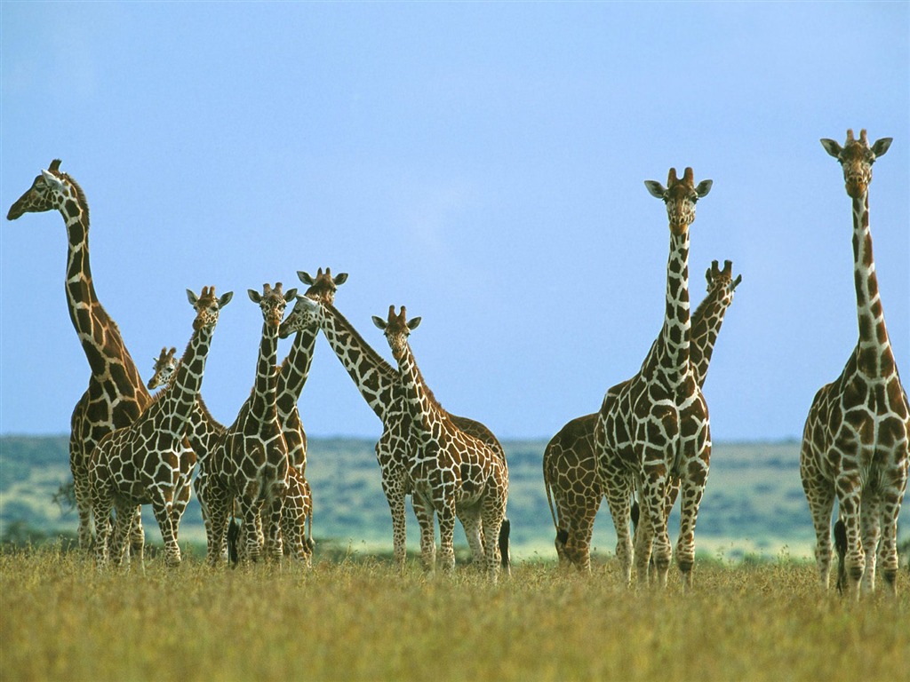 Giraffe wallpaper albums #14 - 1024x768