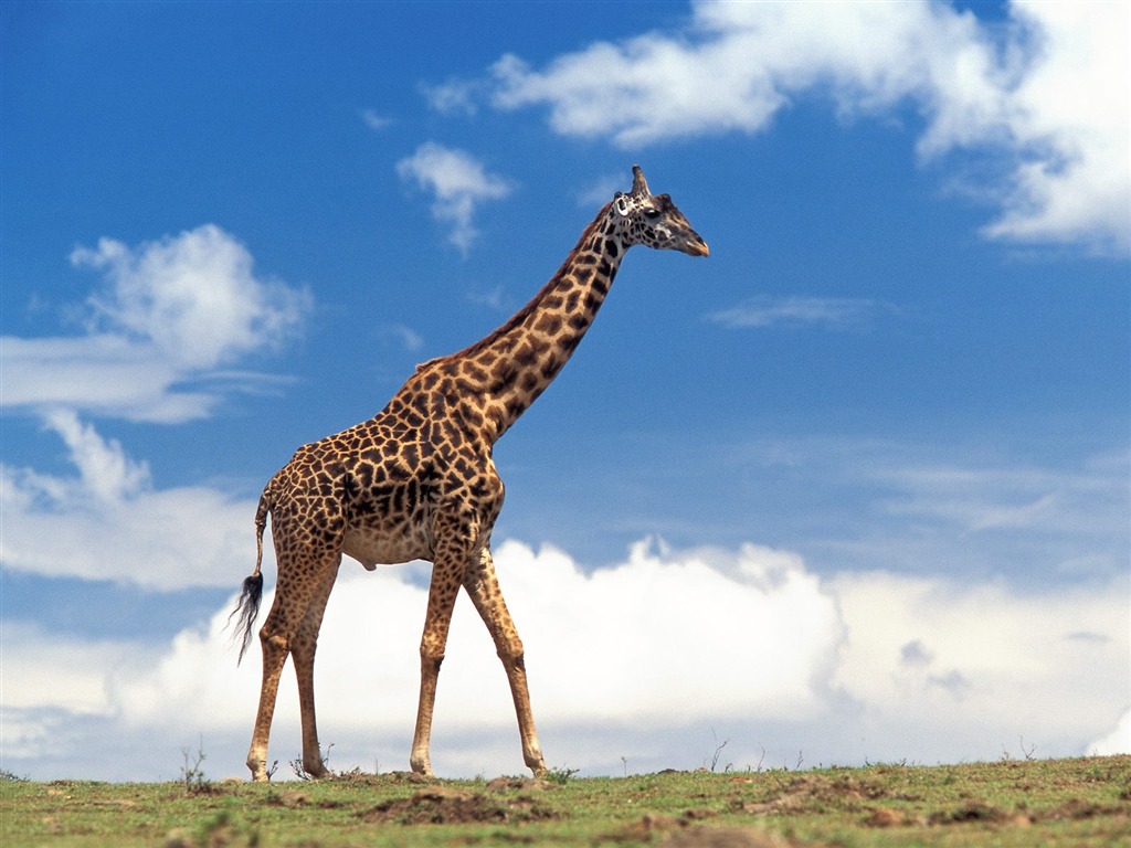 Giraffe Wallpaper Alben #15 - 1024x768