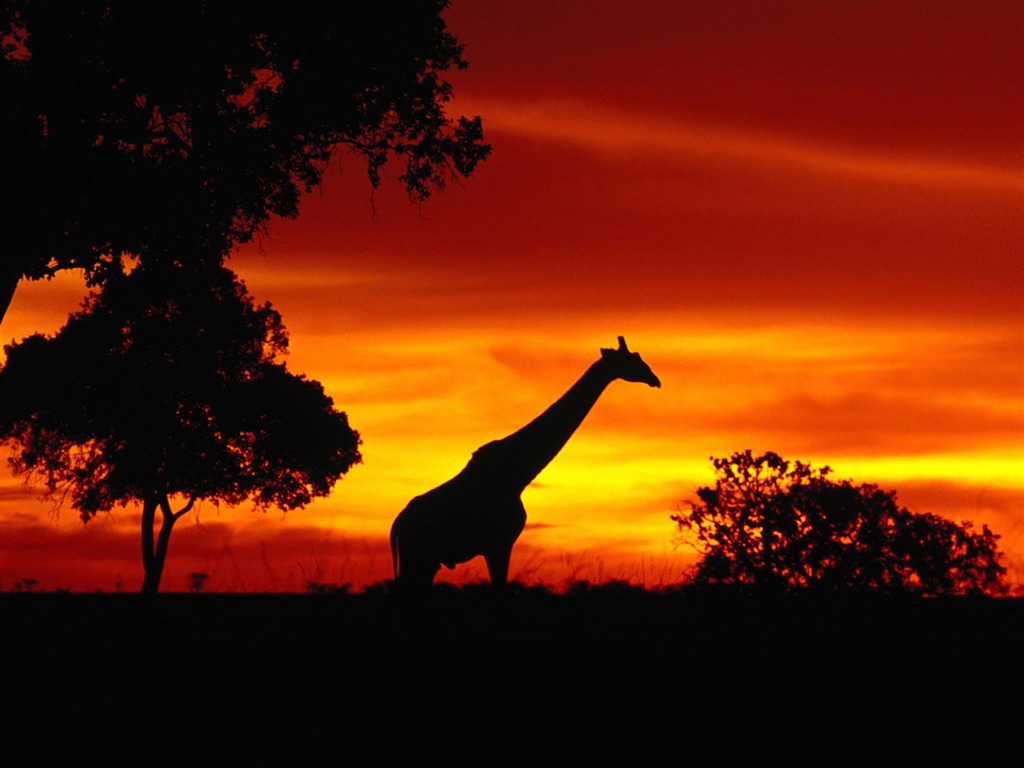 Giraffe wallpaper albums #20 - 1024x768