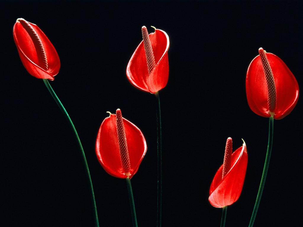 Flowers close-up (19) #3 - 1024x768