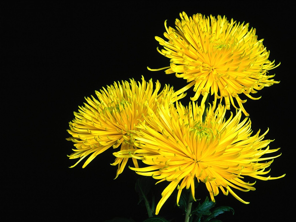 鮮花特寫(19) #4 - 1024x768