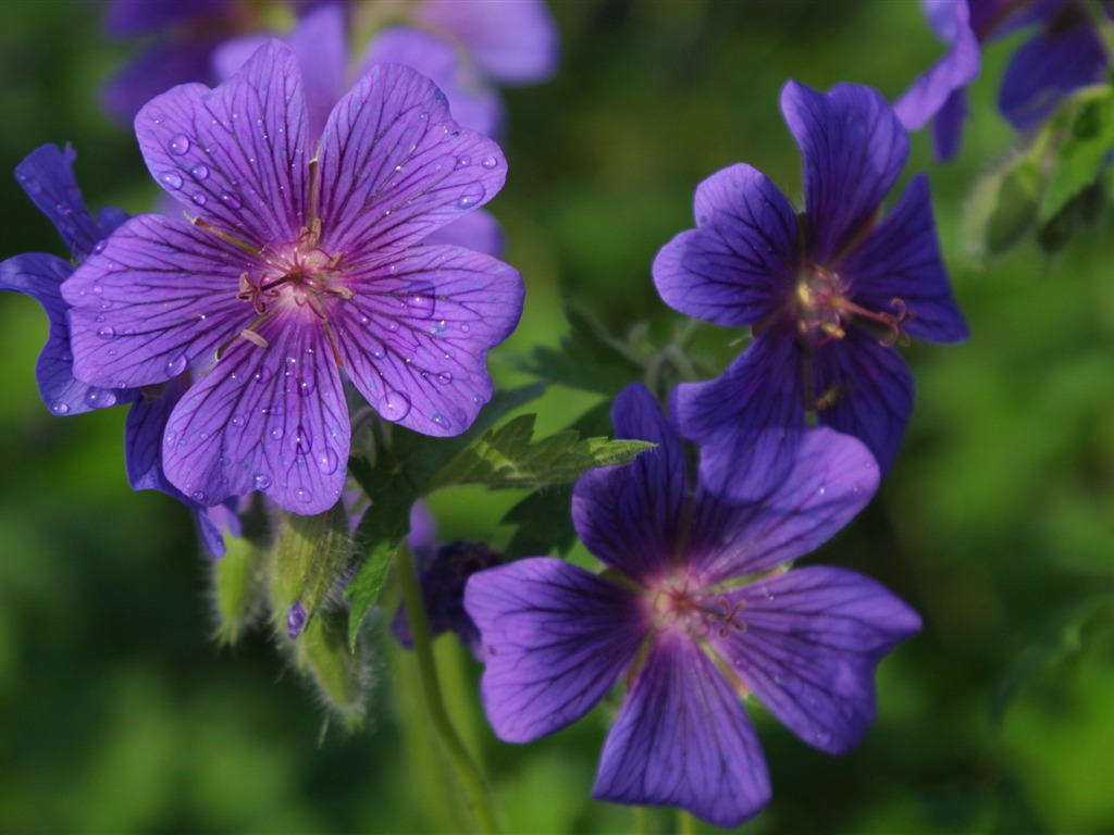 Flowers close-up (19) #7 - 1024x768