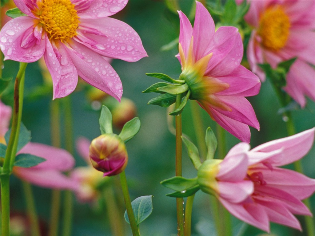 Flowers close-up (19) #17 - 1024x768