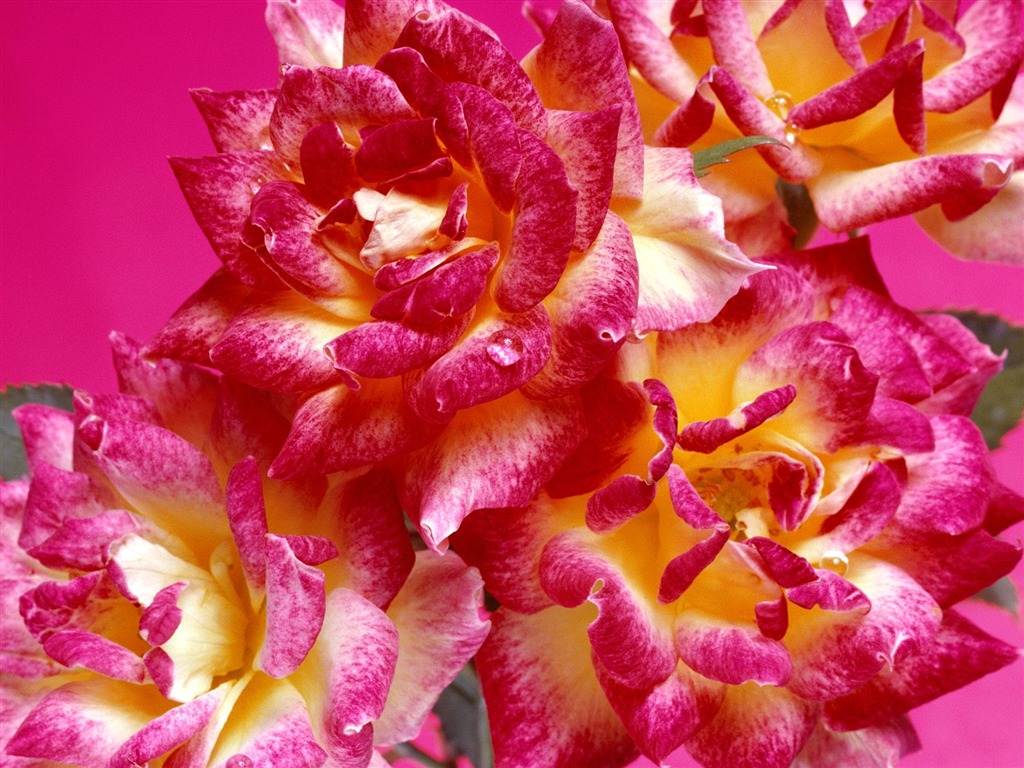 鮮花特寫(19) #20 - 1024x768