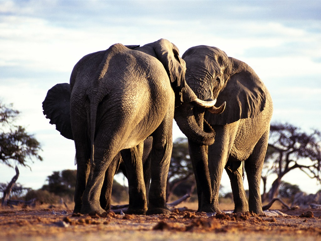 Fond d'écran Photo Elephant #3 - 1024x768