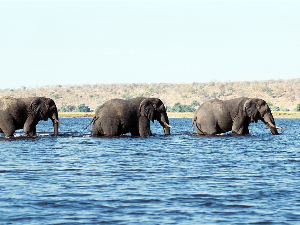 Fond d'écran Photo Elephant #5 - 1024x768