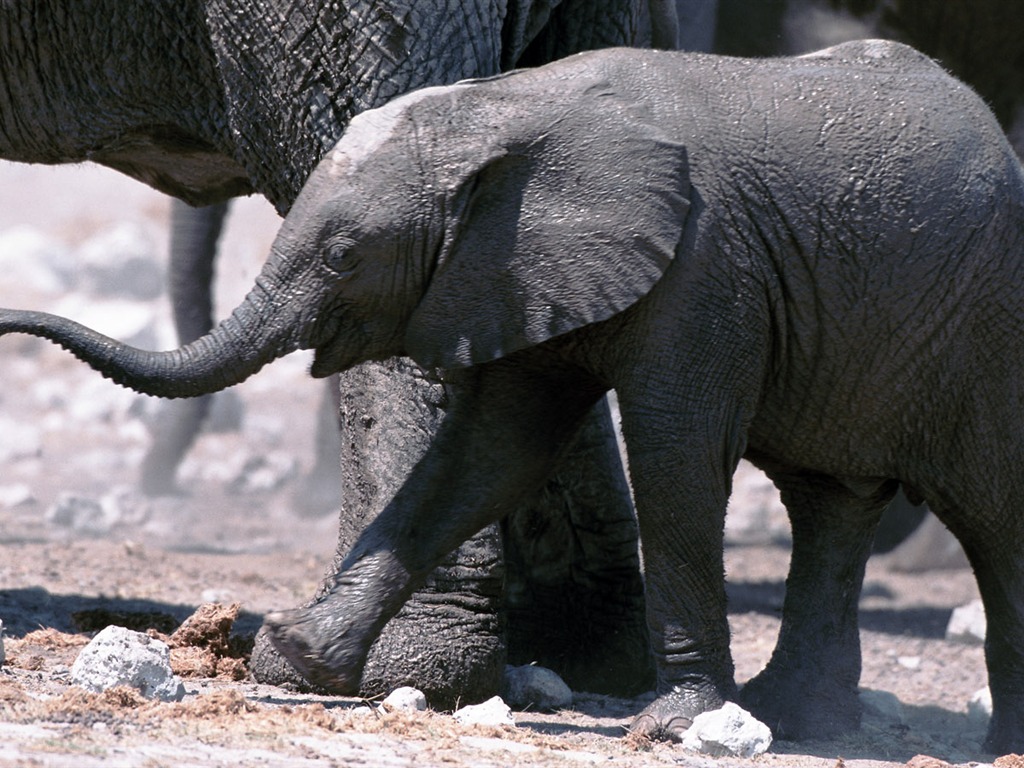 Fond d'écran Photo Elephant #8 - 1024x768