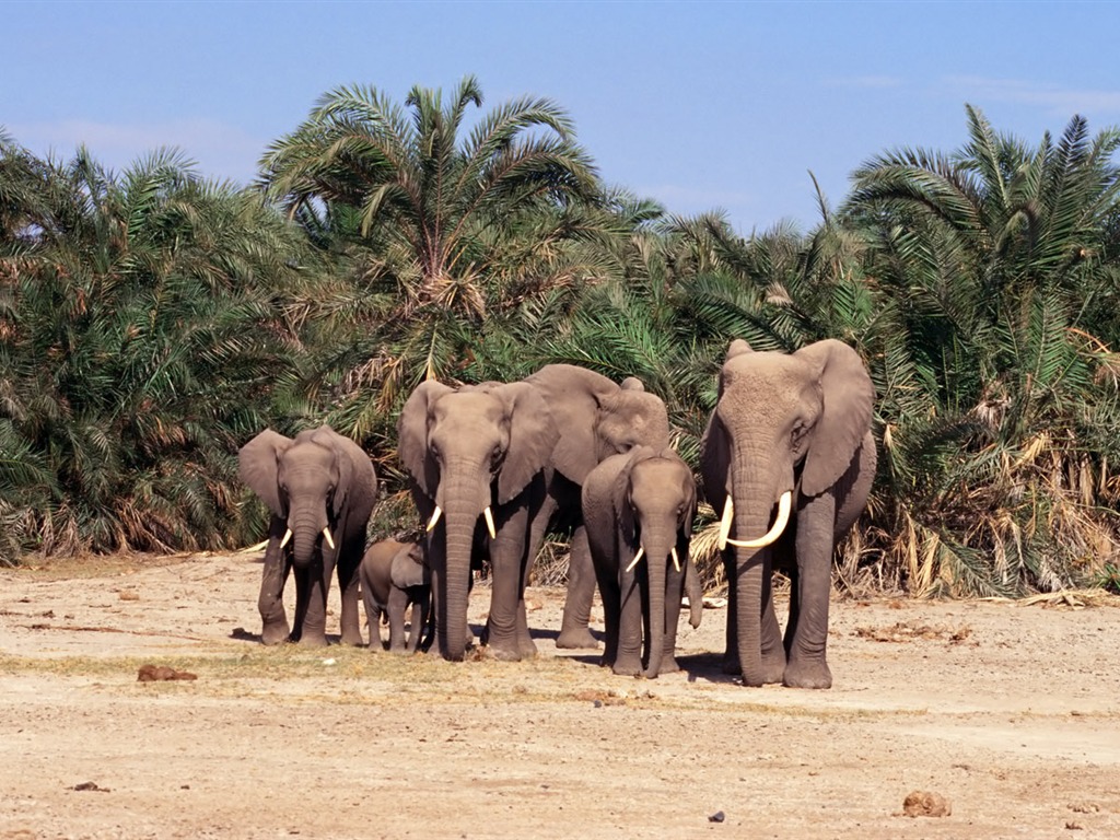 Fond d'écran Photo Elephant #18 - 1024x768