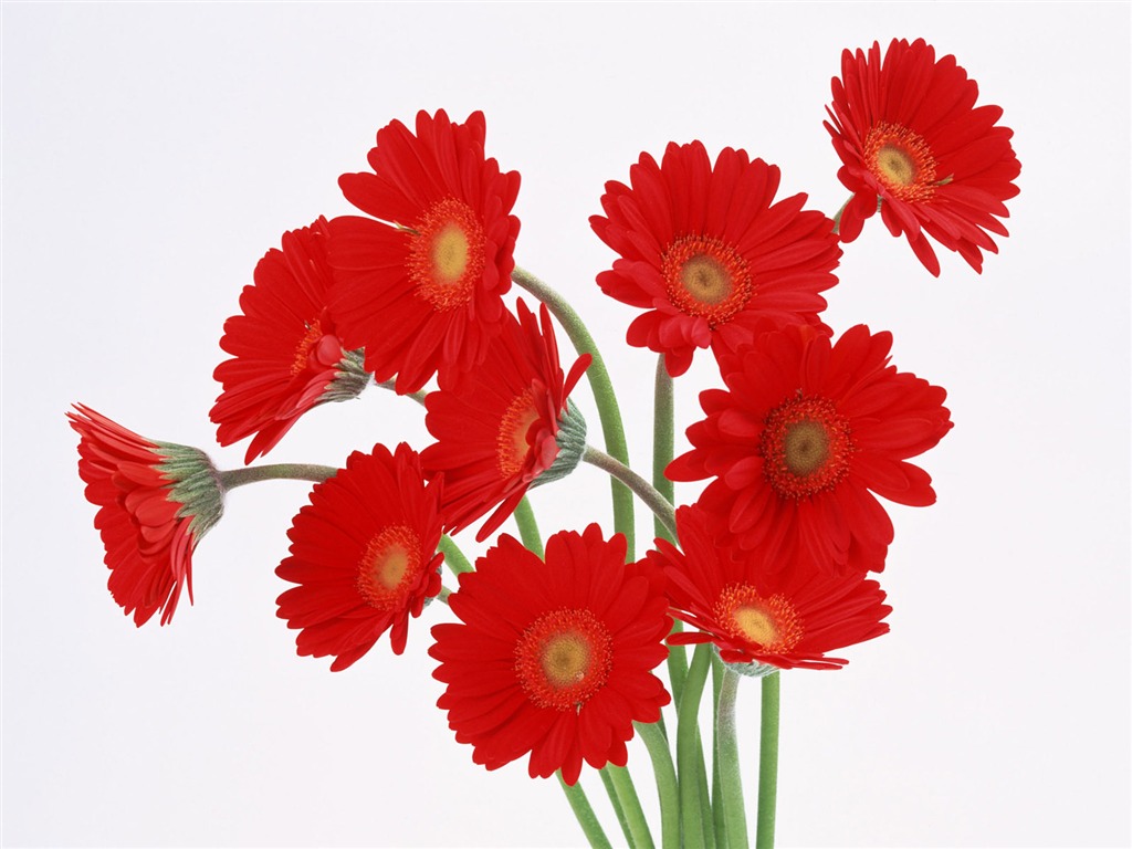鮮花特寫(20) #7 - 1024x768