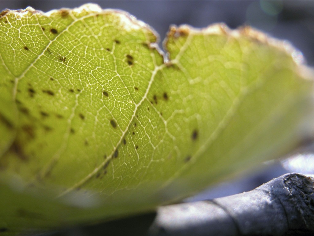 Foreign photography green leaf wallpaper (1) #2 - 1024x768