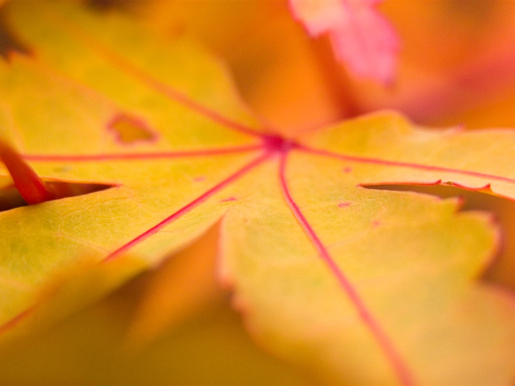 Foreign photography green leaf wallpaper (1) #4 - 1024x768