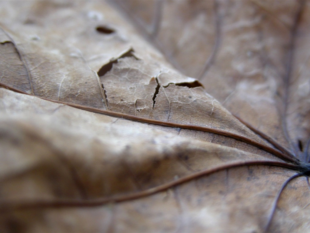 Foreign photography green leaf wallpaper (1) #5 - 1024x768