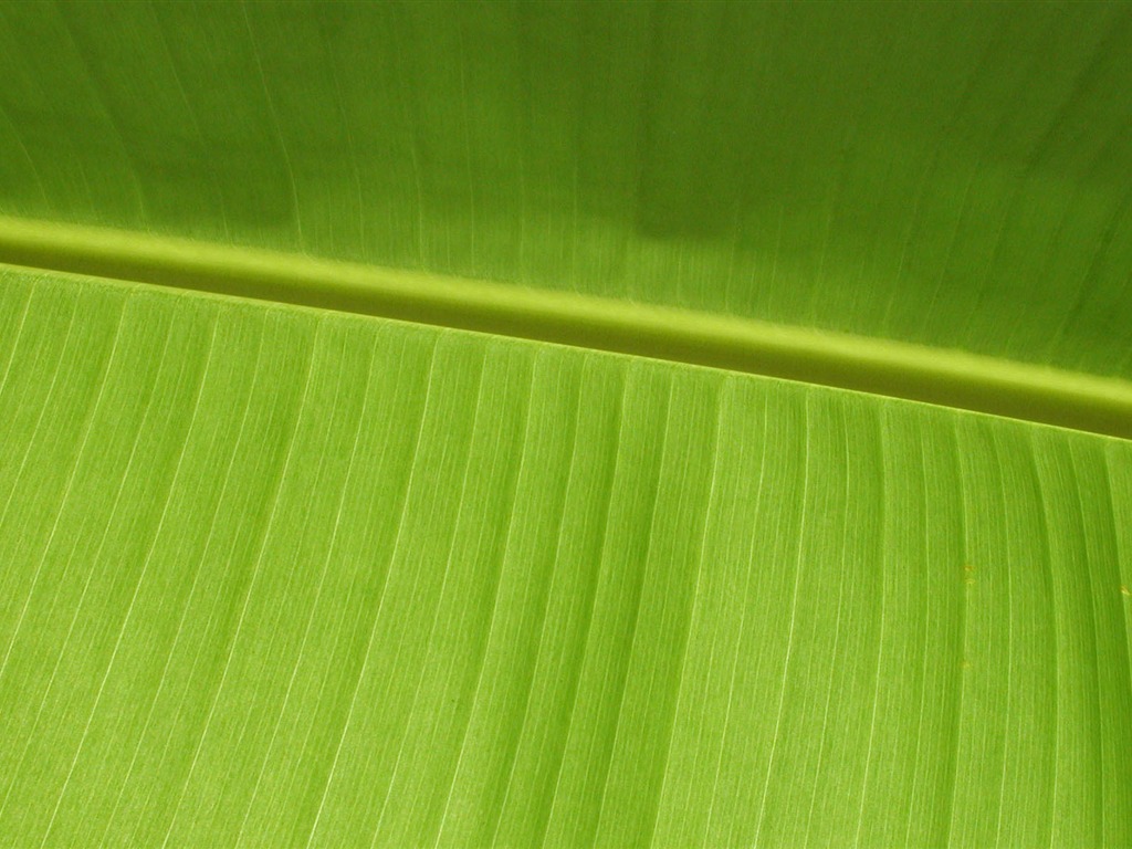 Foreign photography green leaf wallpaper (1) #9 - 1024x768