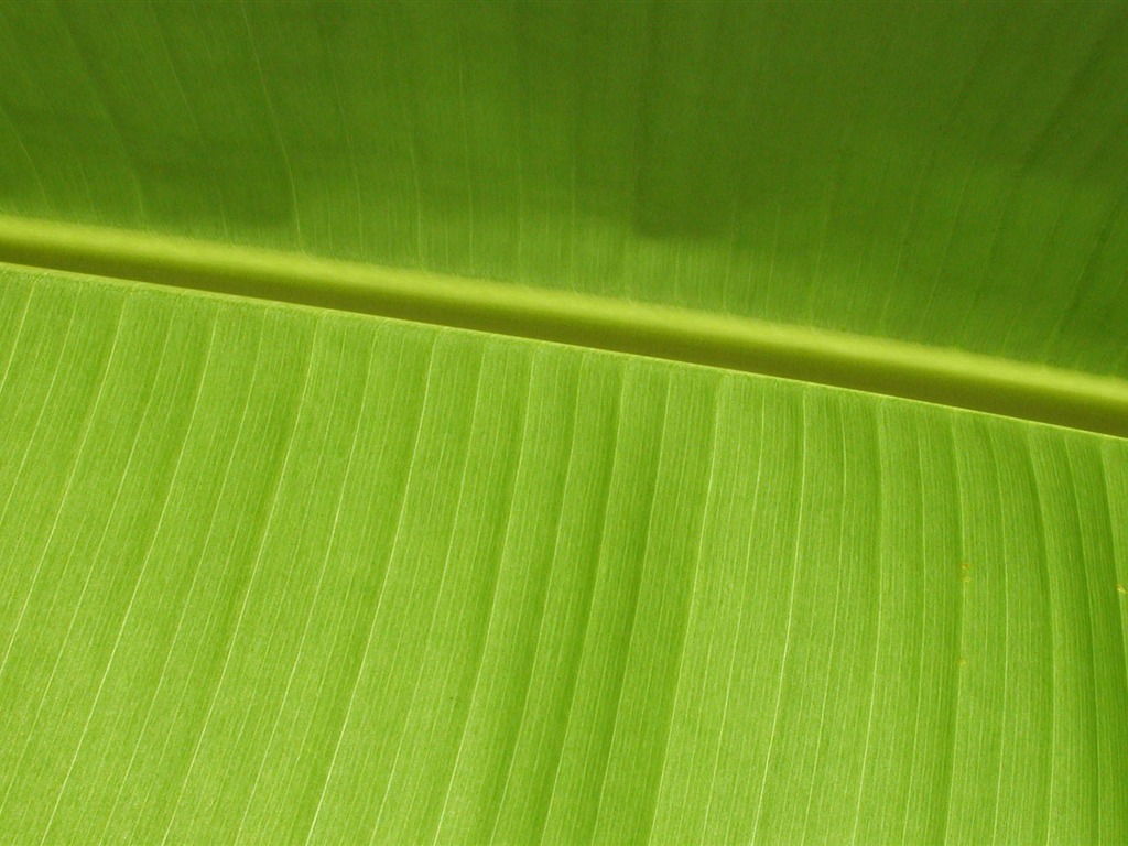 Étrangères papier peint feuille photographie vert (1) #9 - 1024x768