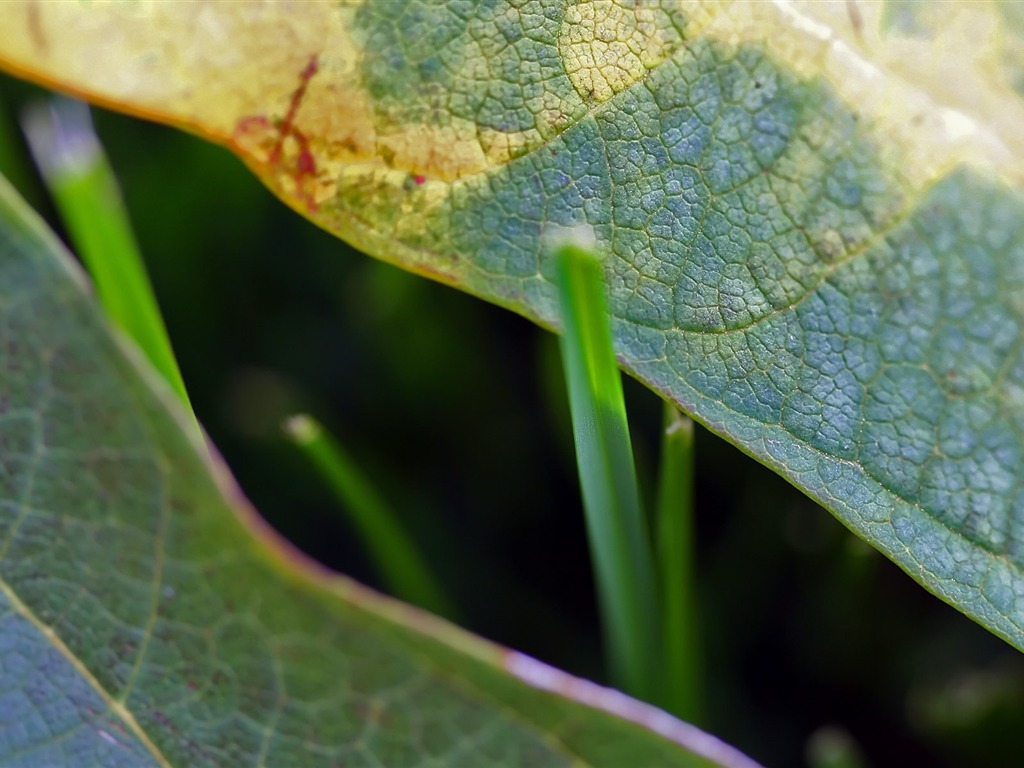 Foreign photography green leaf wallpaper (1) #12 - 1024x768