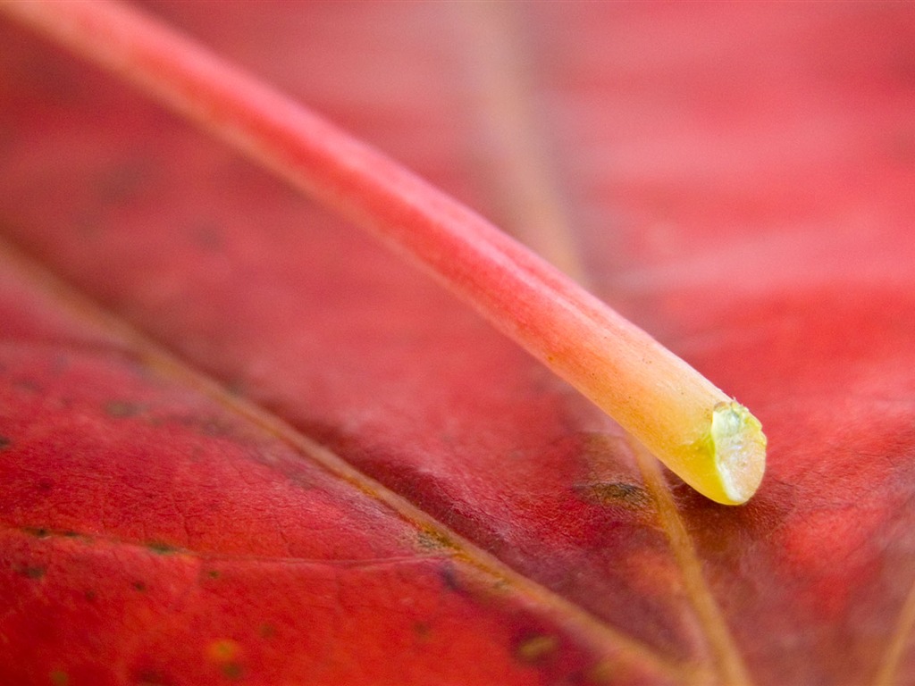 Foreign photography green leaf wallpaper (1) #13 - 1024x768