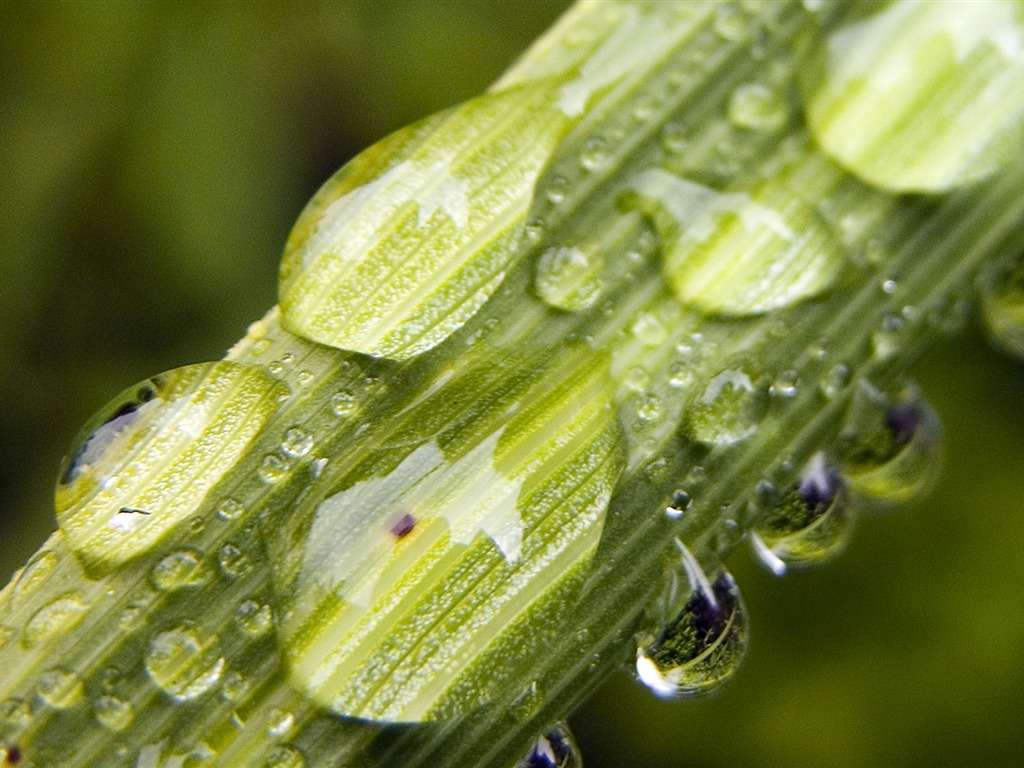 Foreign photography green leaf wallpaper (1) #14 - 1024x768