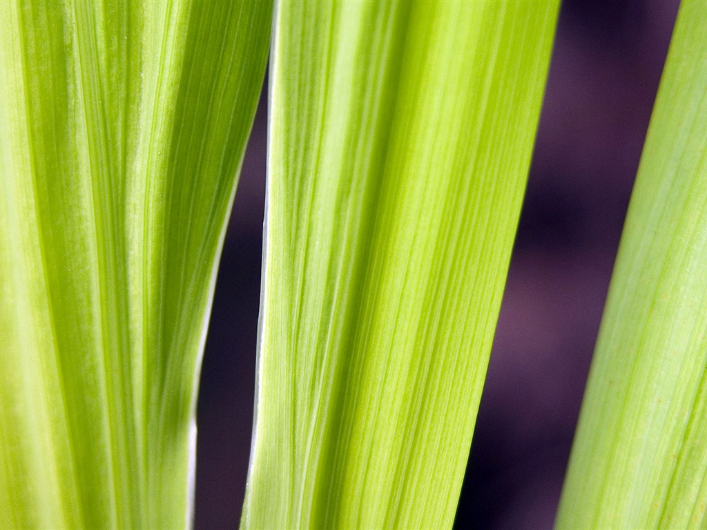 Foreign photography green leaf wallpaper (1) #15 - 1024x768