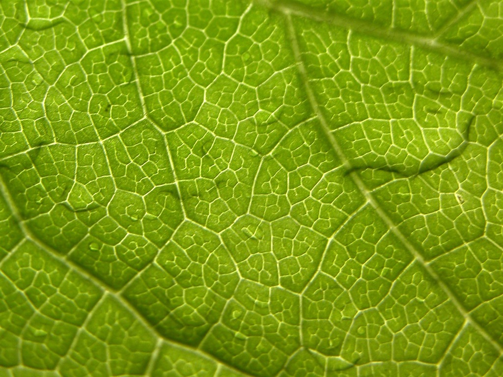 외국 사진 녹색 잎의 벽지 (1) #16 - 1024x768