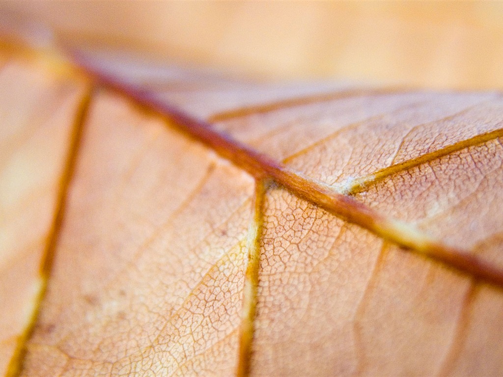 Foreign photography green leaf wallpaper (1) #17 - 1024x768